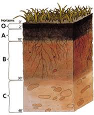 The Soil Profile